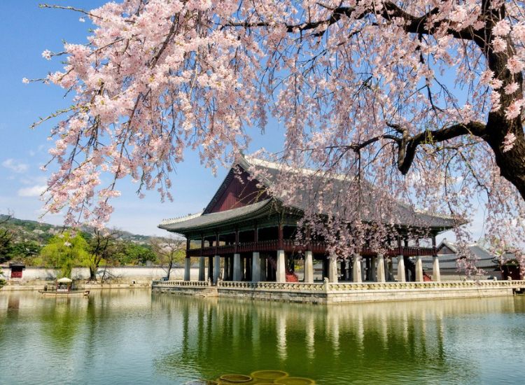 Dịch vụ làm visa Hàn Quốc  - Uy tín chuyên nghiệp tại TPHCM
