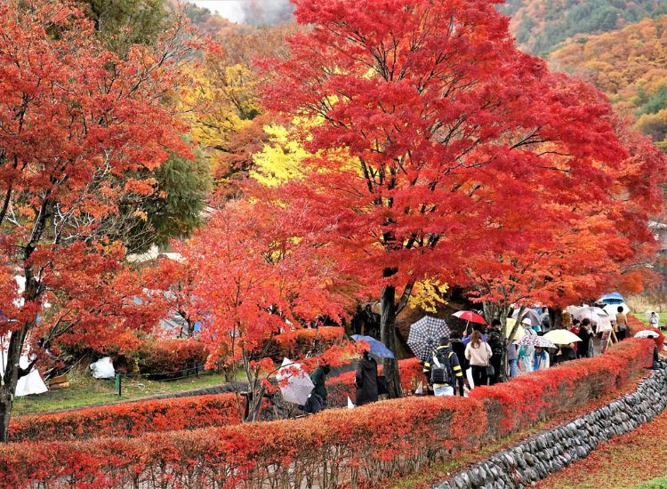 Những câu hỏi thường gặp khi xin visa du lịch Nhật Bản tự túc