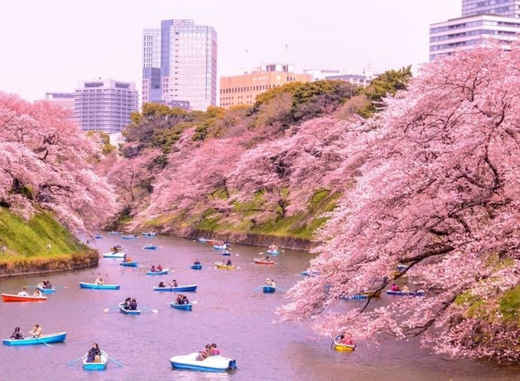 Xin visa du lịch Nhật Bản 2