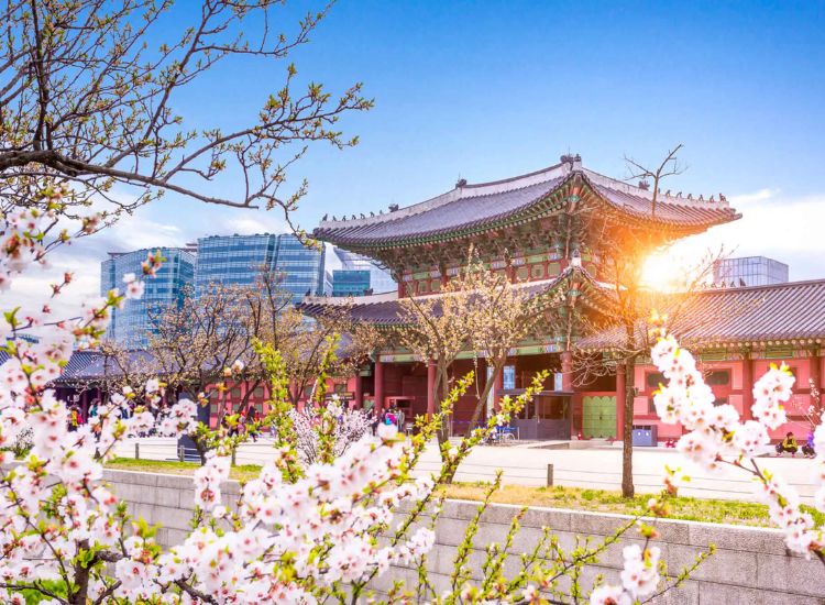 Thời gian xử lý khi xin visa du lịch Hàn Quốc 3 tháng